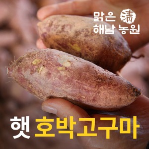 2017년 해남농원수확 호박고구마